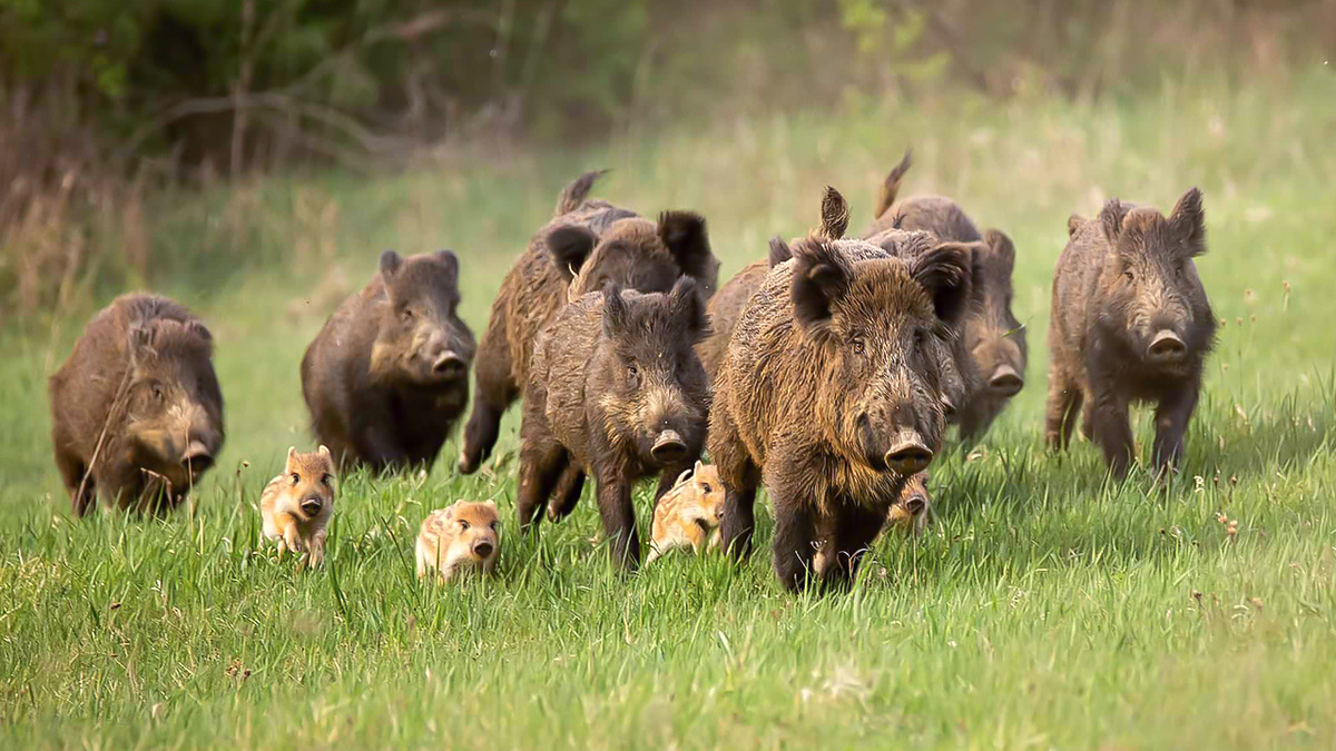 Дикие кабаны