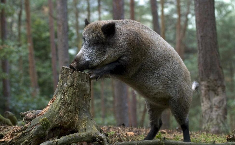 Кабан на пне в лесу