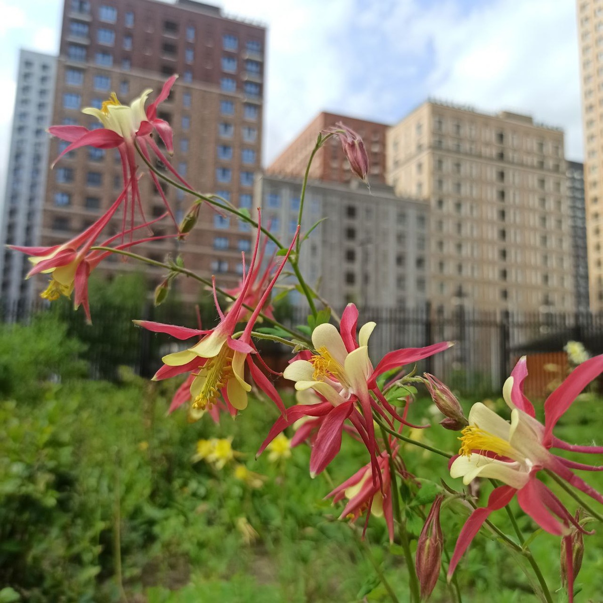 Разнообразная цветка аквилегии