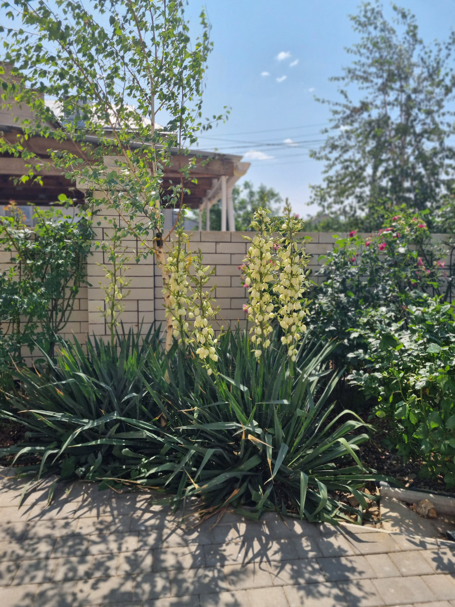 Юкка в моем САДУ. Фото: Зеленая леди: сад, семья и томатный сок 