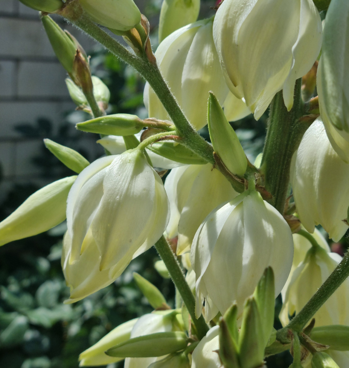 Цветы юкки. Фото: Зеленая леди: сад, семья и томатный сок 