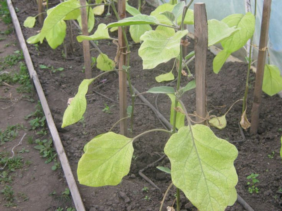 Почему желтеют листья у баклажан