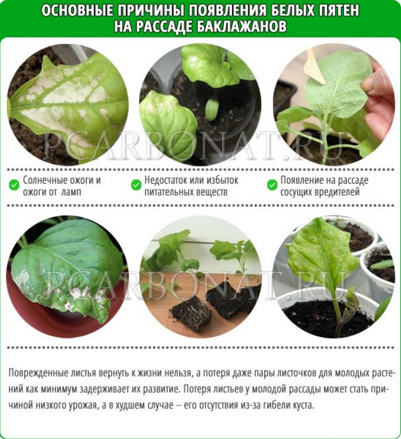 Причины пожелтения листьев у баклажан