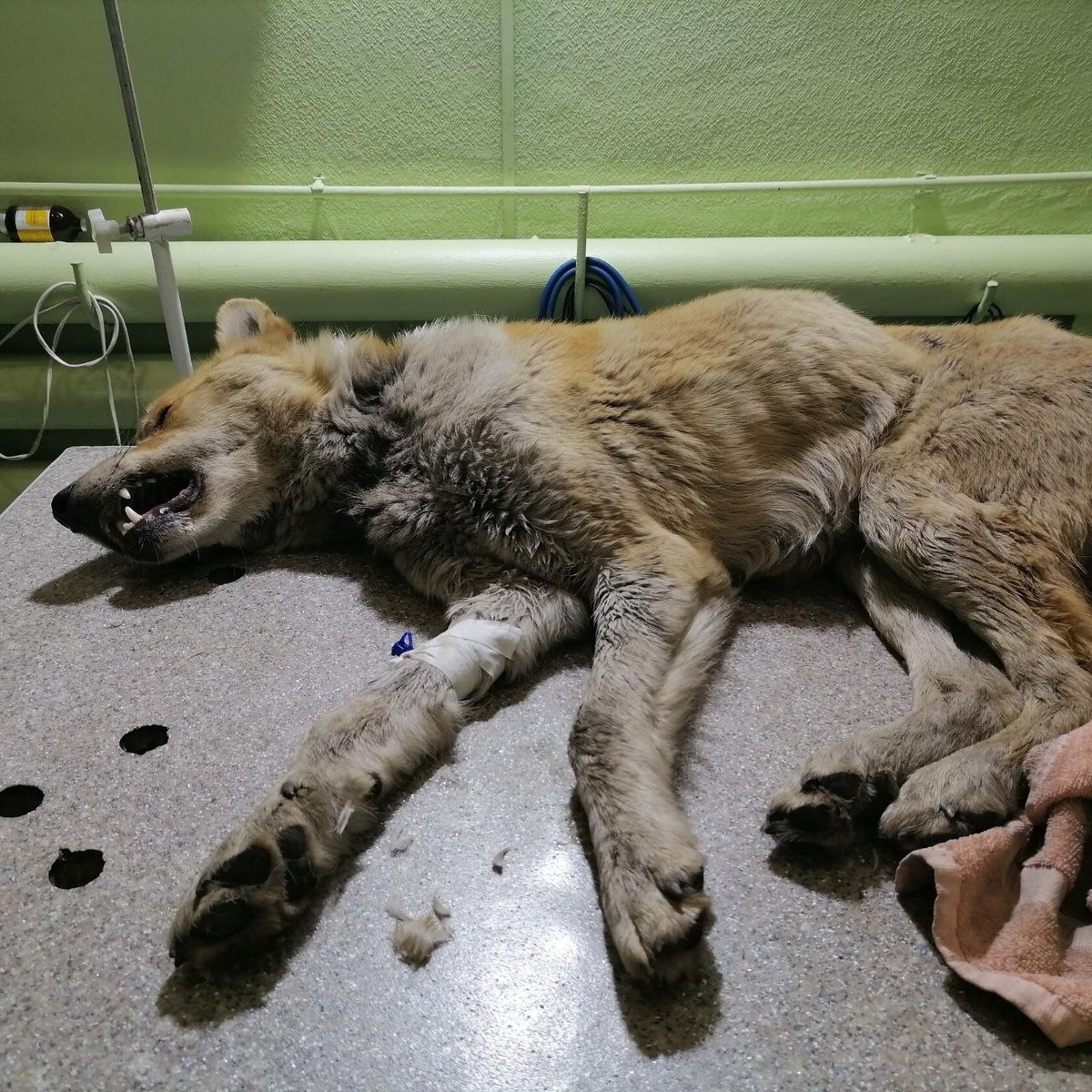 Таким Вольта нашли на обочине дороги.