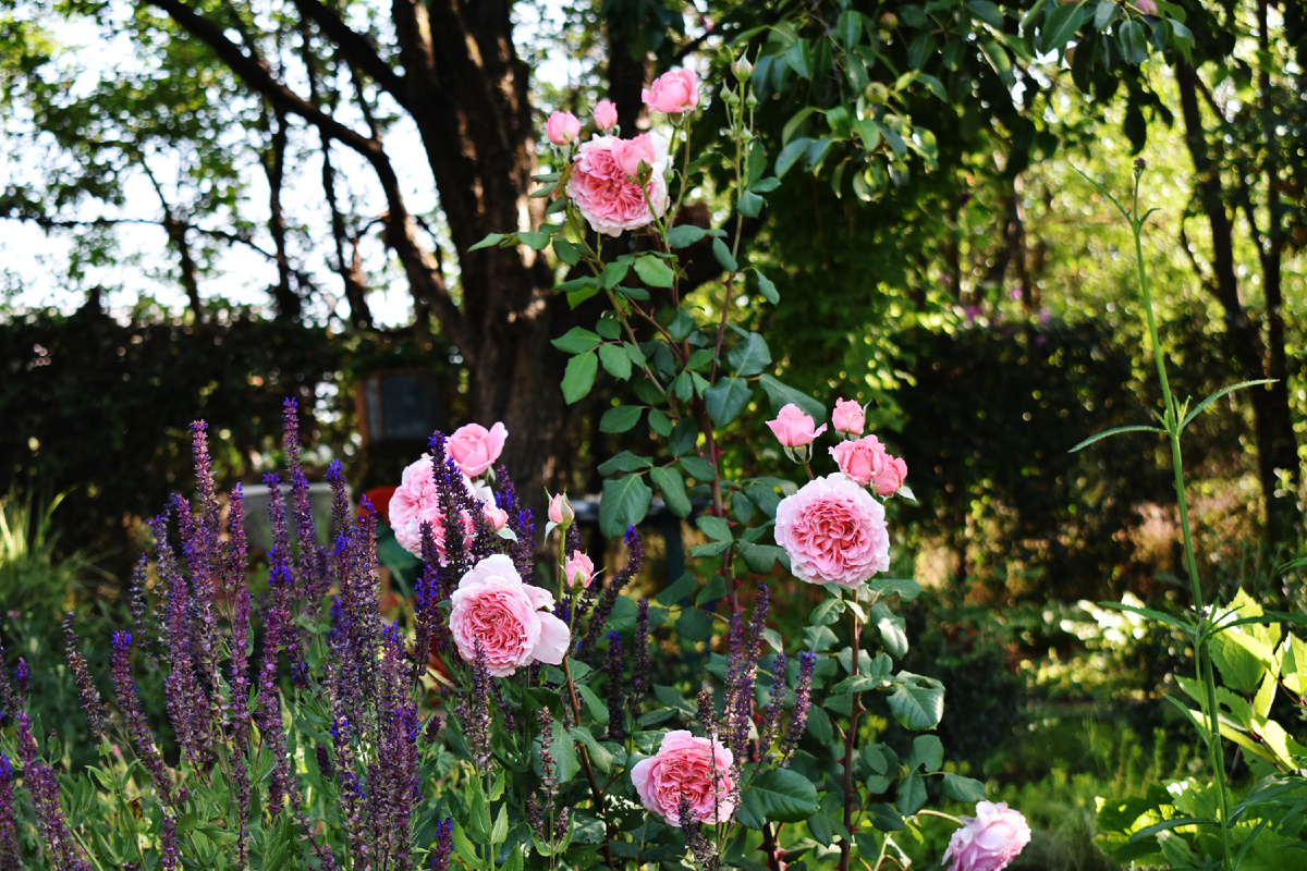 Роза "Лоран Каброль"