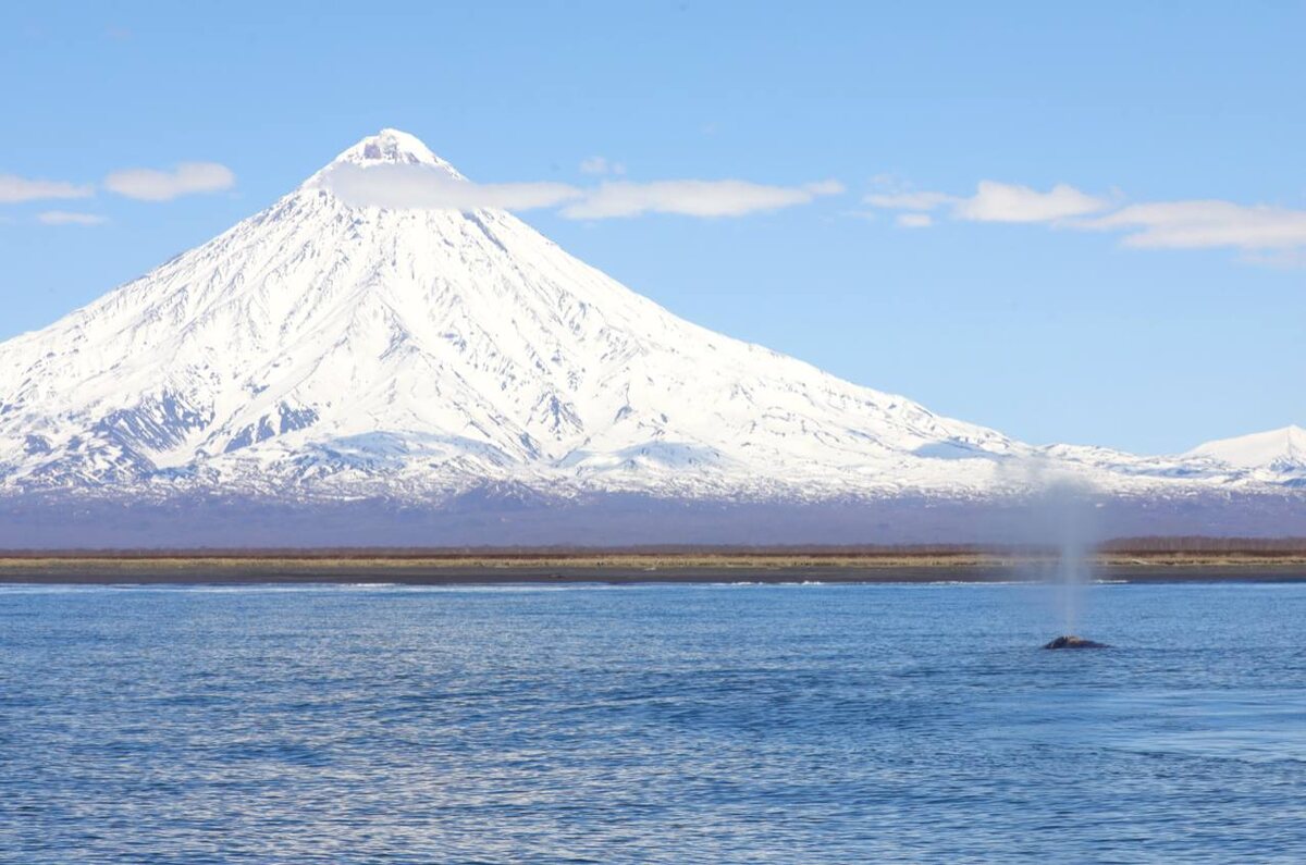 Фото: Серый кит у берегов Камчатки / Евгения Волкова