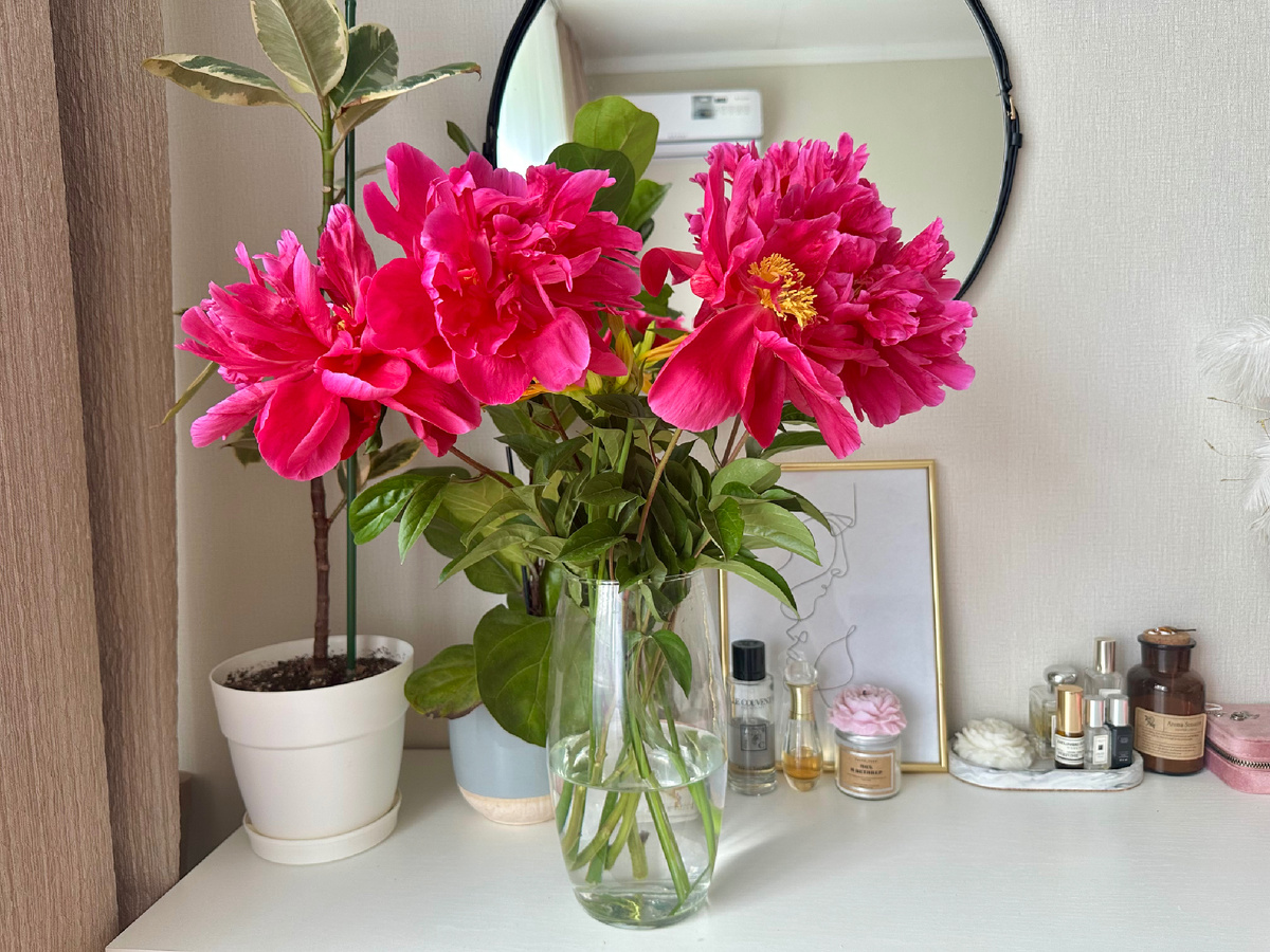 Вчера приезжала мама и привезла букет садовых пионов. Вот так они за ночь распушились 🌸