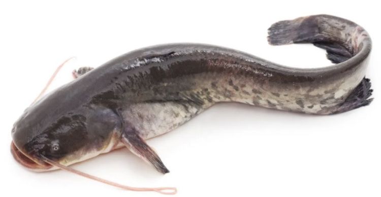 Это сом.
