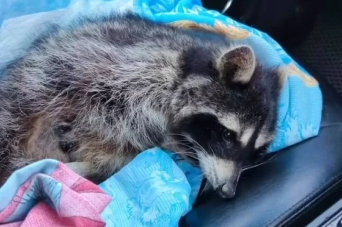    На трассе под Кемерово нашли выброшенную бабушку-енота при смерти