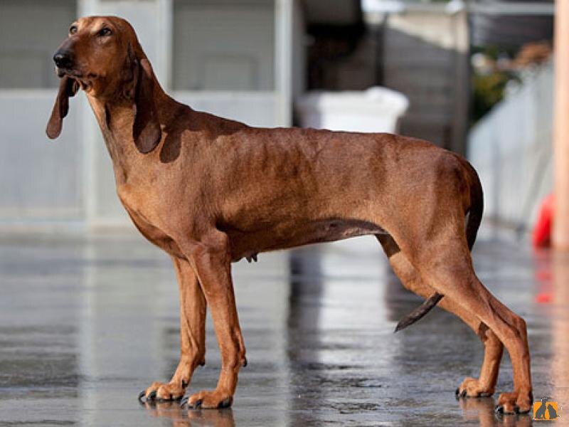 Это короткошёрстная.