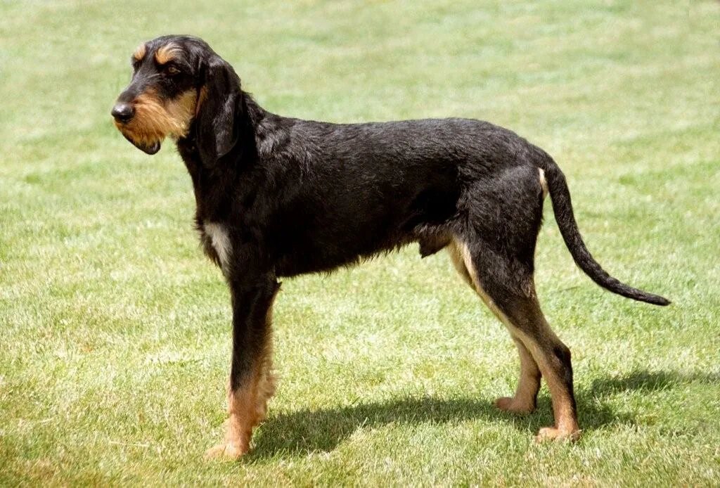 Это жесткошёрстная.