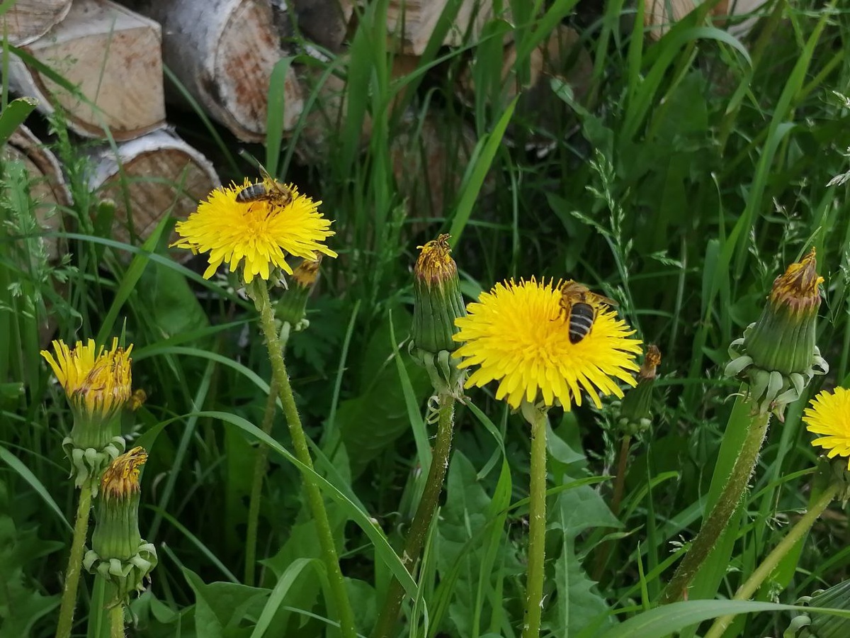 Летушко, пчёлки трудятся