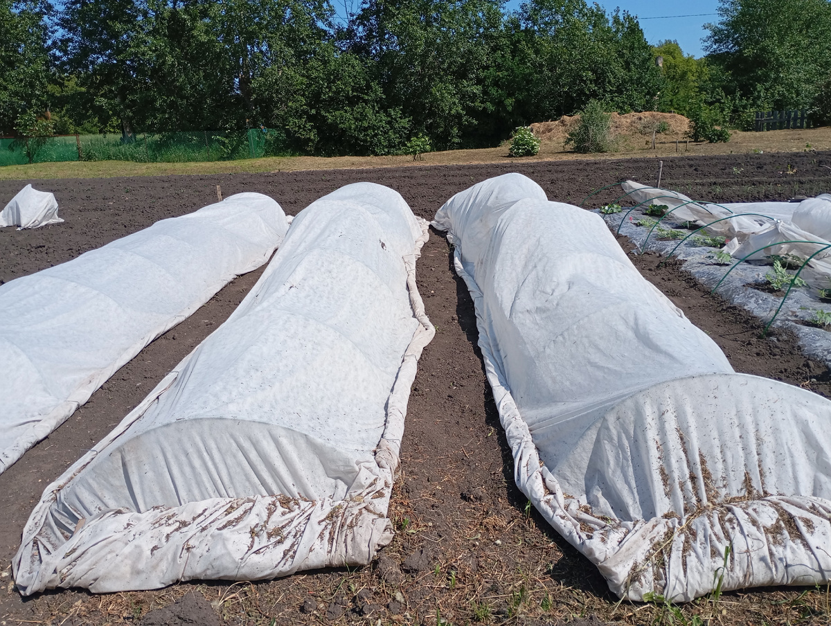 АРбузные грядки, фото автора.