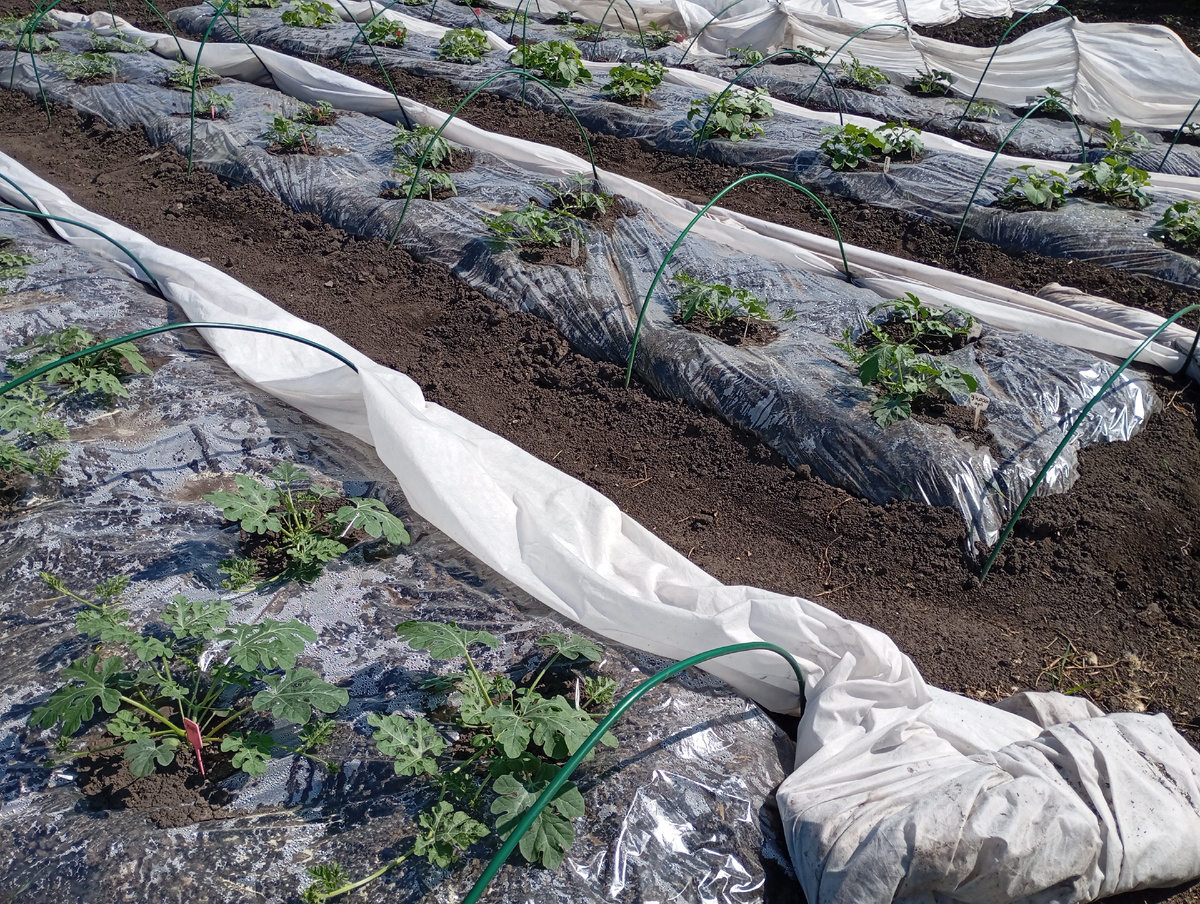 Мои арбузные грядки, фото автора.