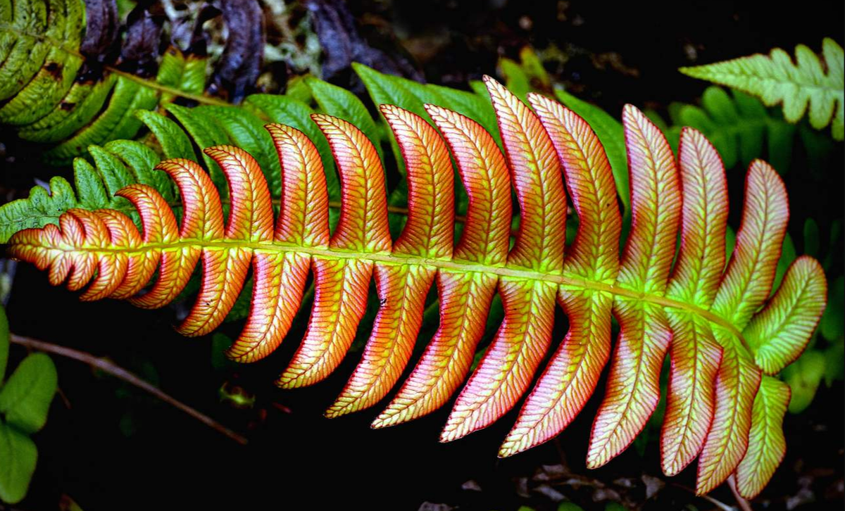 папоротник