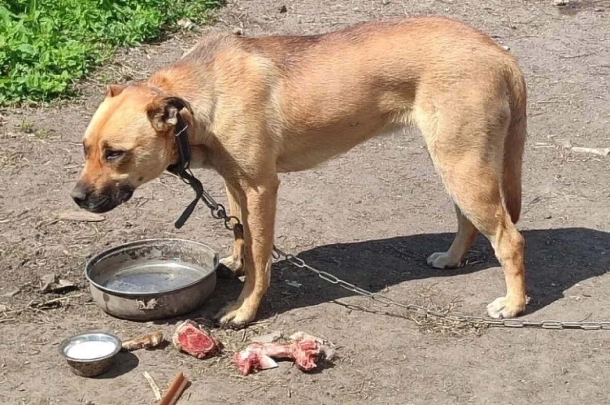    Линда круглогодично живет на привязи.