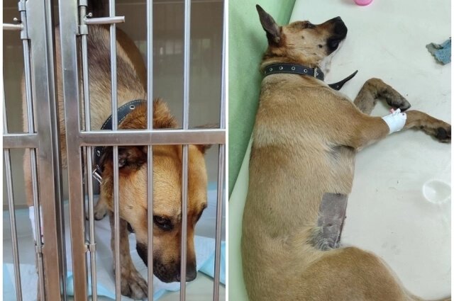    Линду забрали на обследование. Фото: Предоставлено героем публикации "АиФ-Новосибирск"