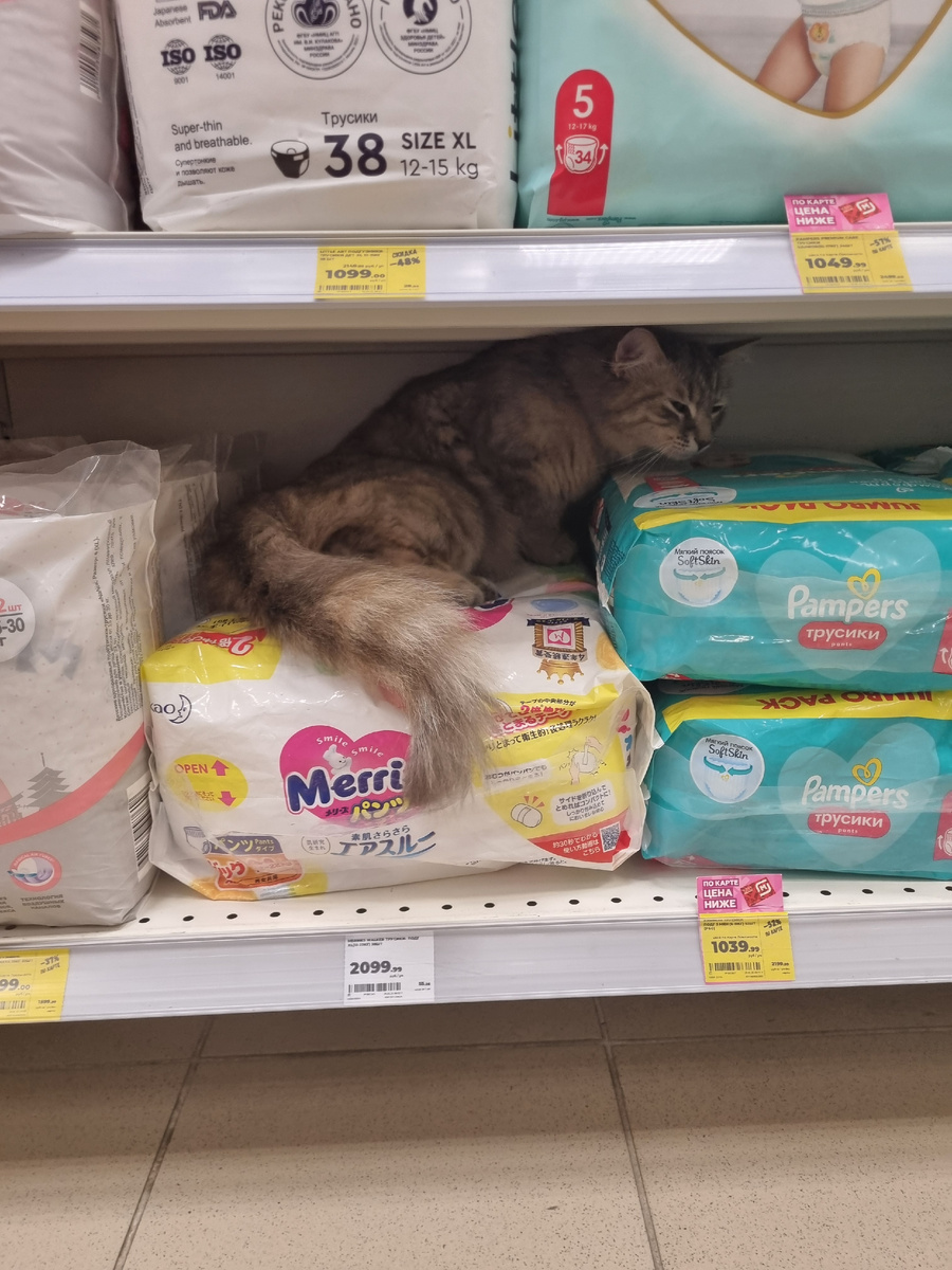 Котику мяяяягко... 