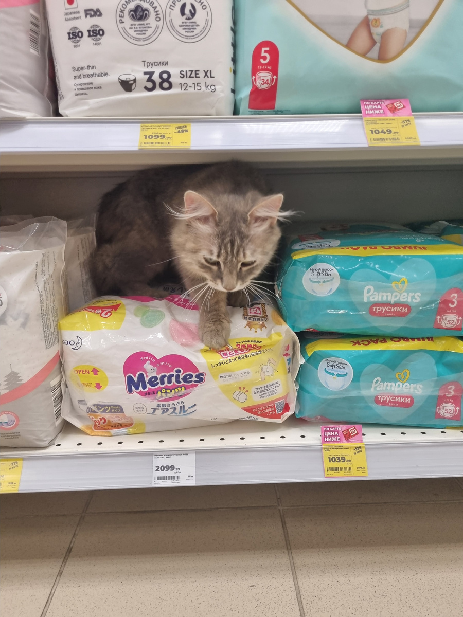 Кис кис кис, и мурка готова покинуть свое тёплое место 