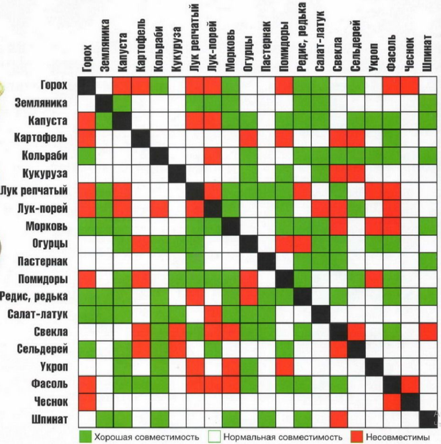 таблица соввместимости овощей