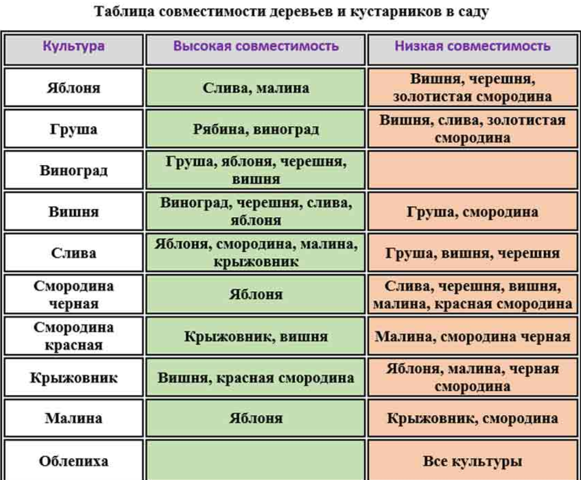 совместимость плодоввых кудьтур