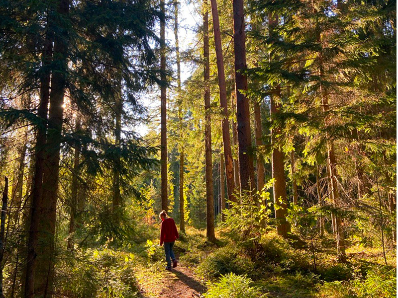 Фото автора, Ленинградская область, Гатчинский район, 2023 г.