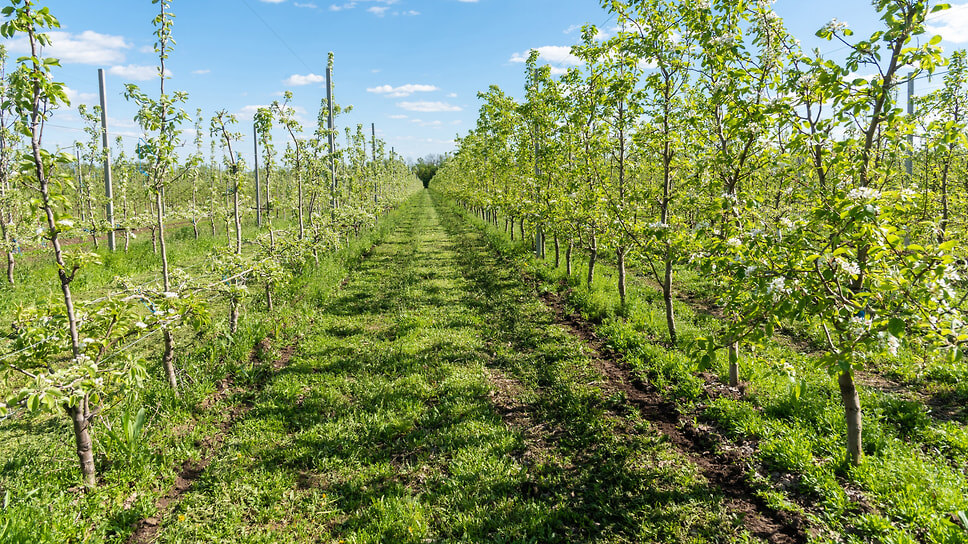 Фото: Олег Харсеев / Коммерсантъ