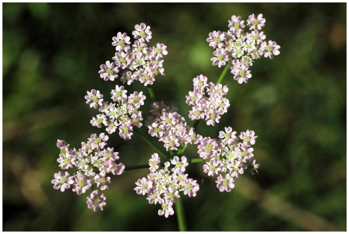 Тмин цветет