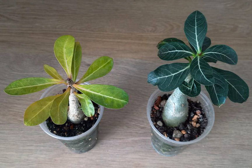 Адениум. Фото автора.