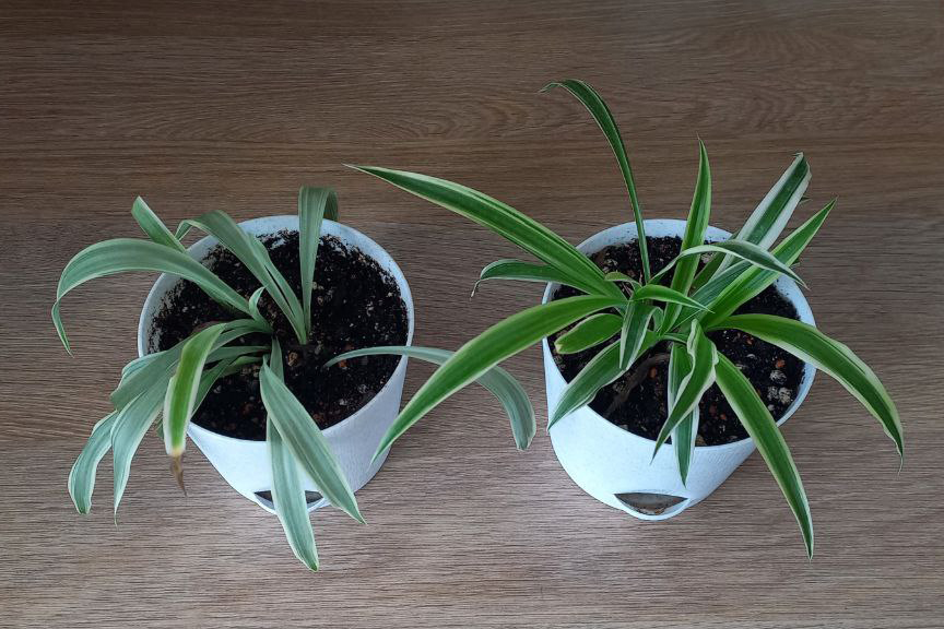 Хлорофитум. Фото автора.