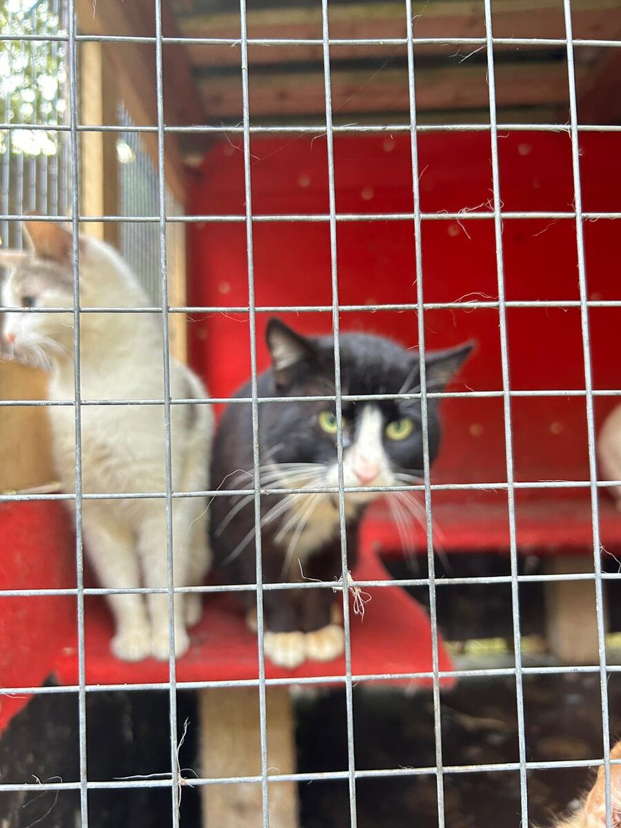 Так жалко их, но , не то, совсем не то..