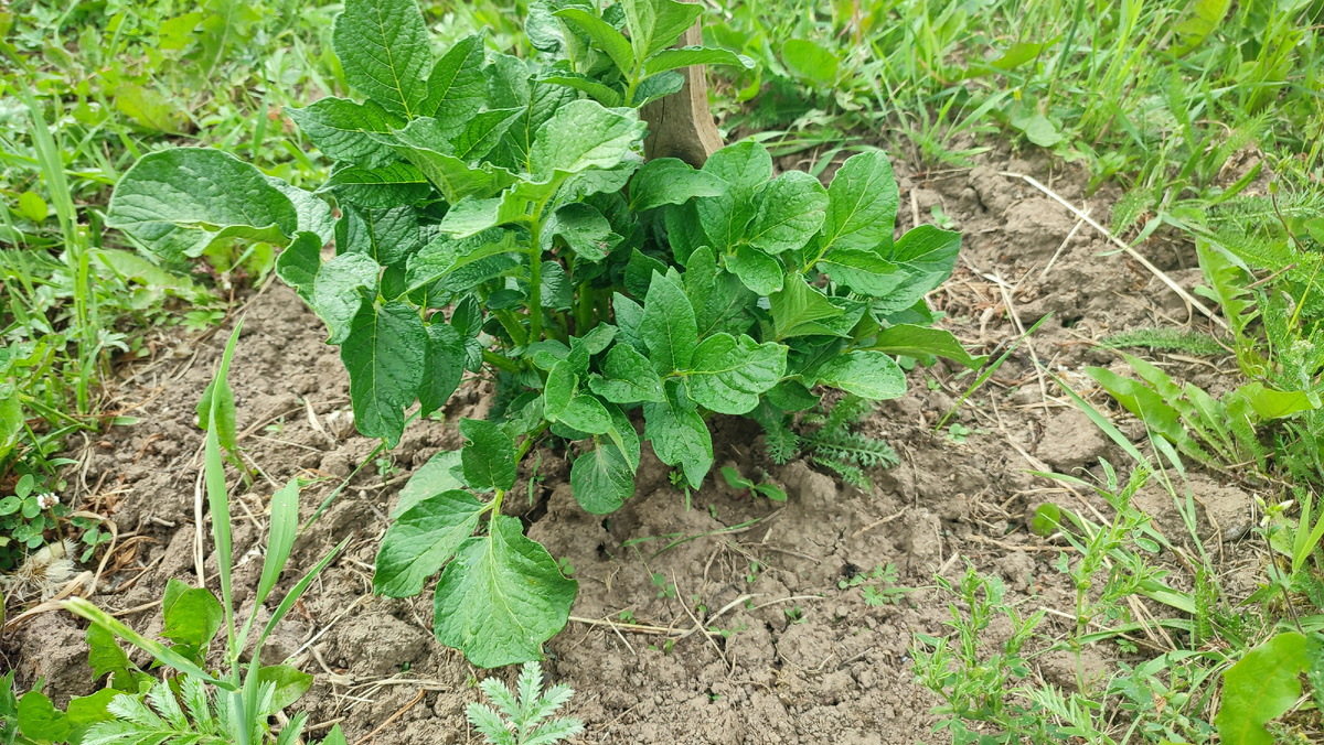 Моя будущая картошка))) 