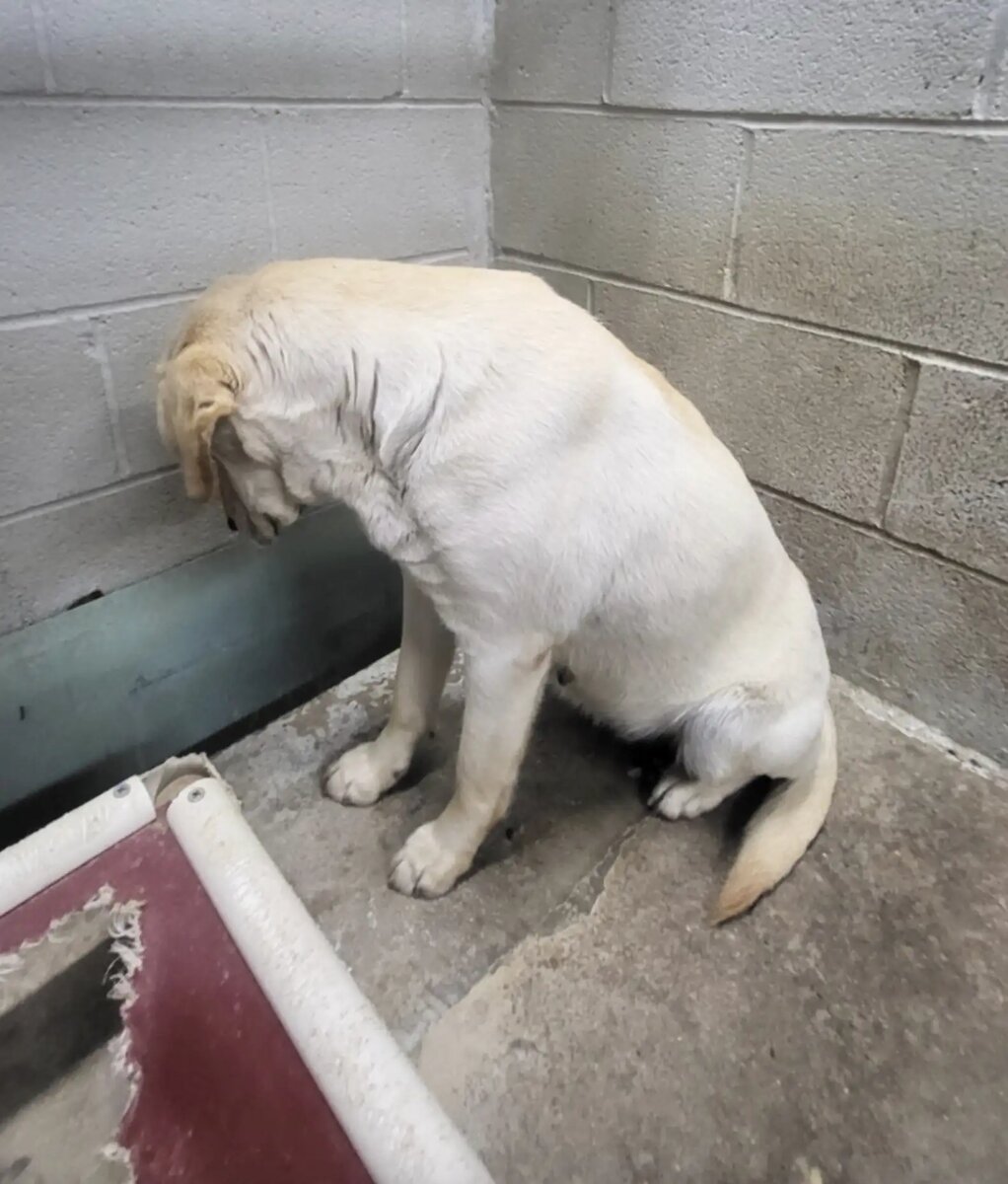 «Она пялилась на холодные стены своей конуры, замкнувшись в себе, слишком напуганная, чтобы смотреть на кого-либо»