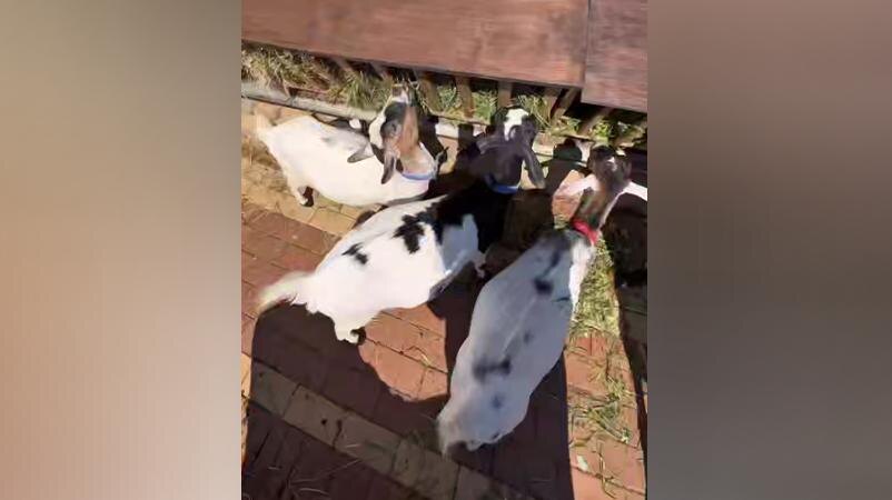    Фото: t.me/lenzoopark