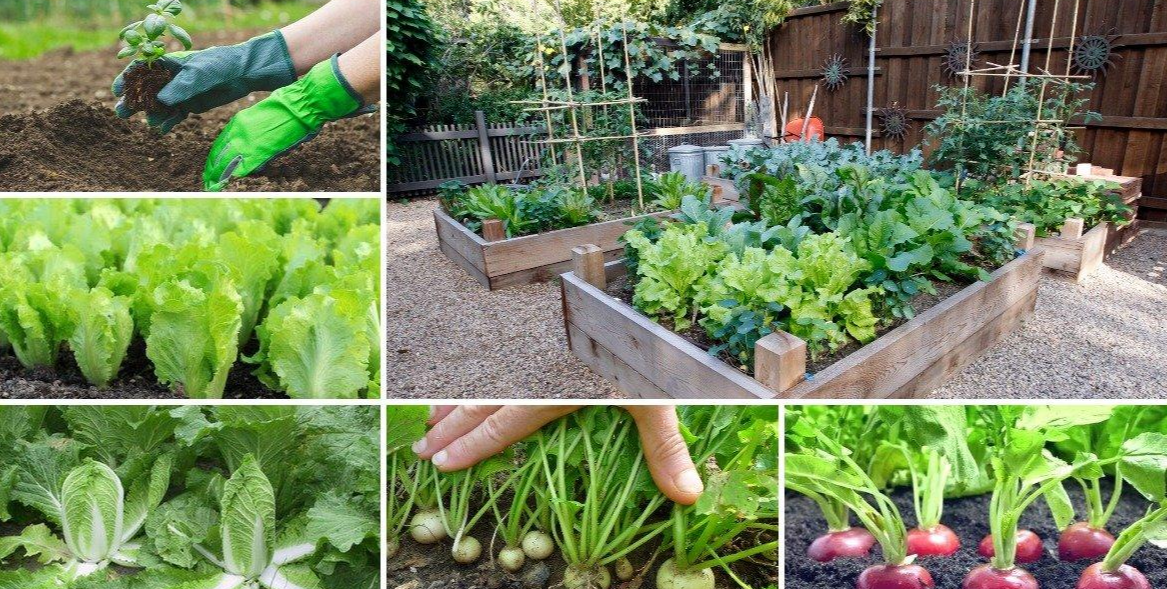 сажаем вв июне для урожая