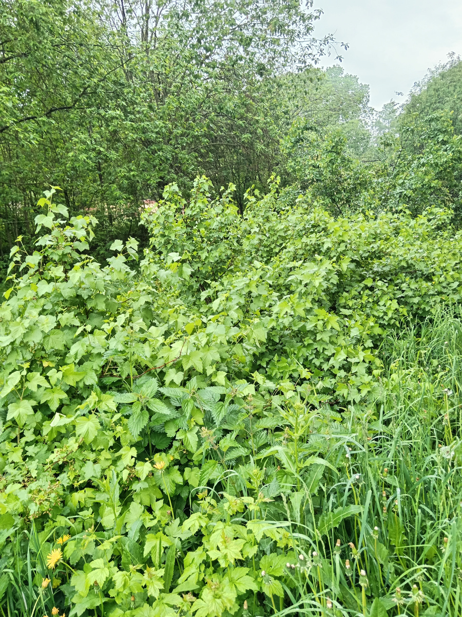 Заросли смородины. 