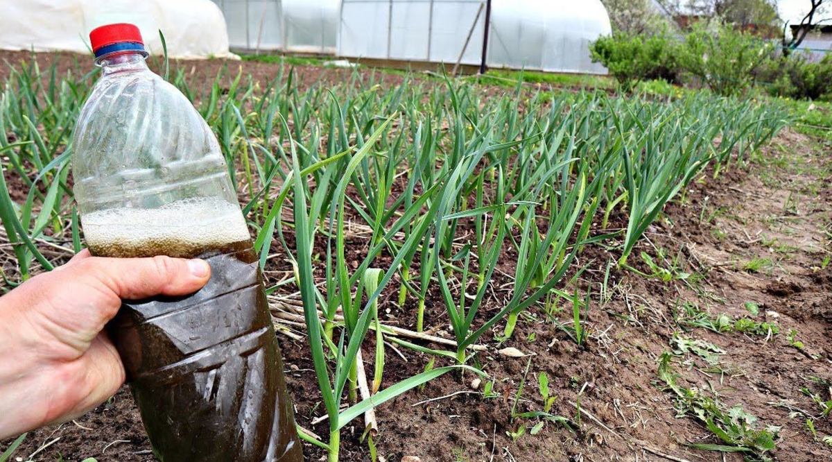 подкормка чеснока в июне