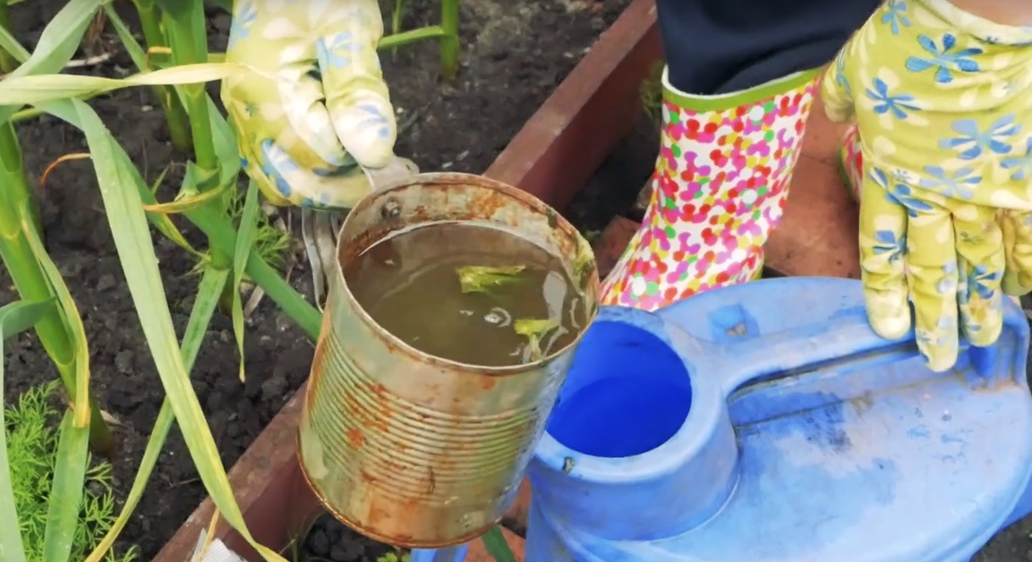 подготоввка подкормки для чеснока