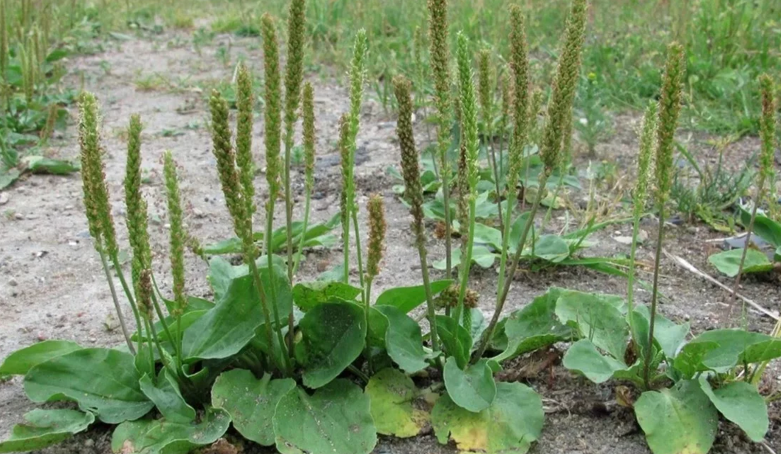 подорожник на участке