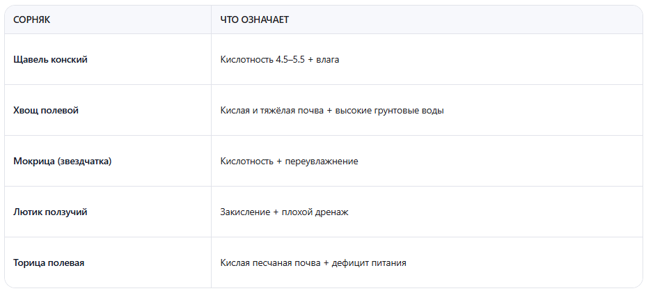 Подорожник редко растёт один. Часто его сопровождают другие "кислые" сорняки.
