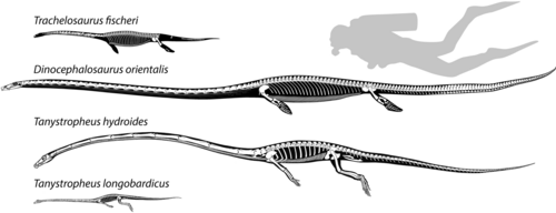 Реконструкция скелетов танизаврий.