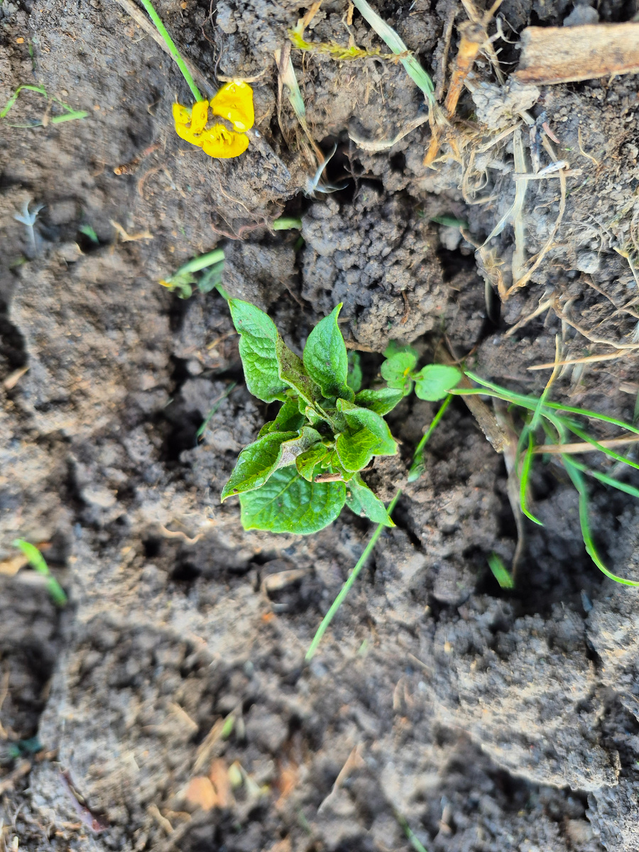 Первый картофельный росток! 