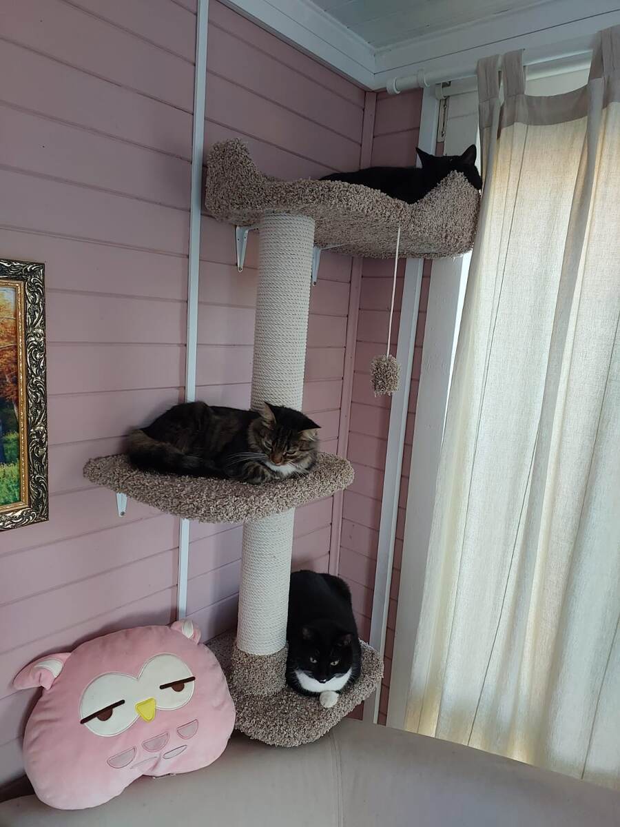 На первом этаже лежит Буся, на втором - Белка, на третьем - Миша.