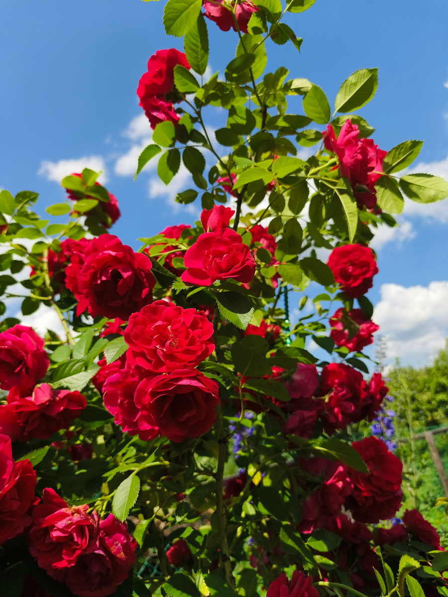 Роза Фламентанц, плетистая