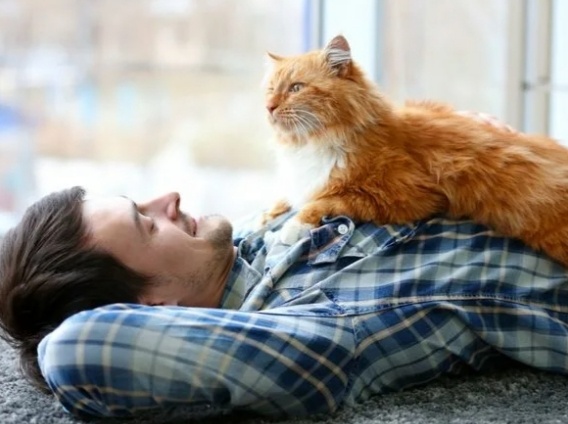 Почему кошка ложится хозяину на живот