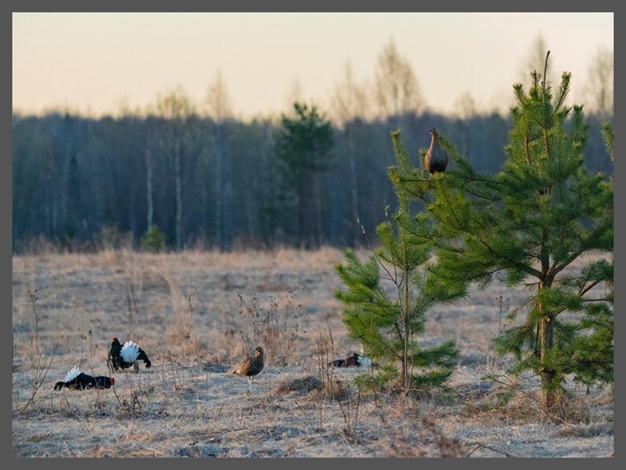 Тетеревиный ток. Небольшая сосна на которой расположились тетерки является центром токовища