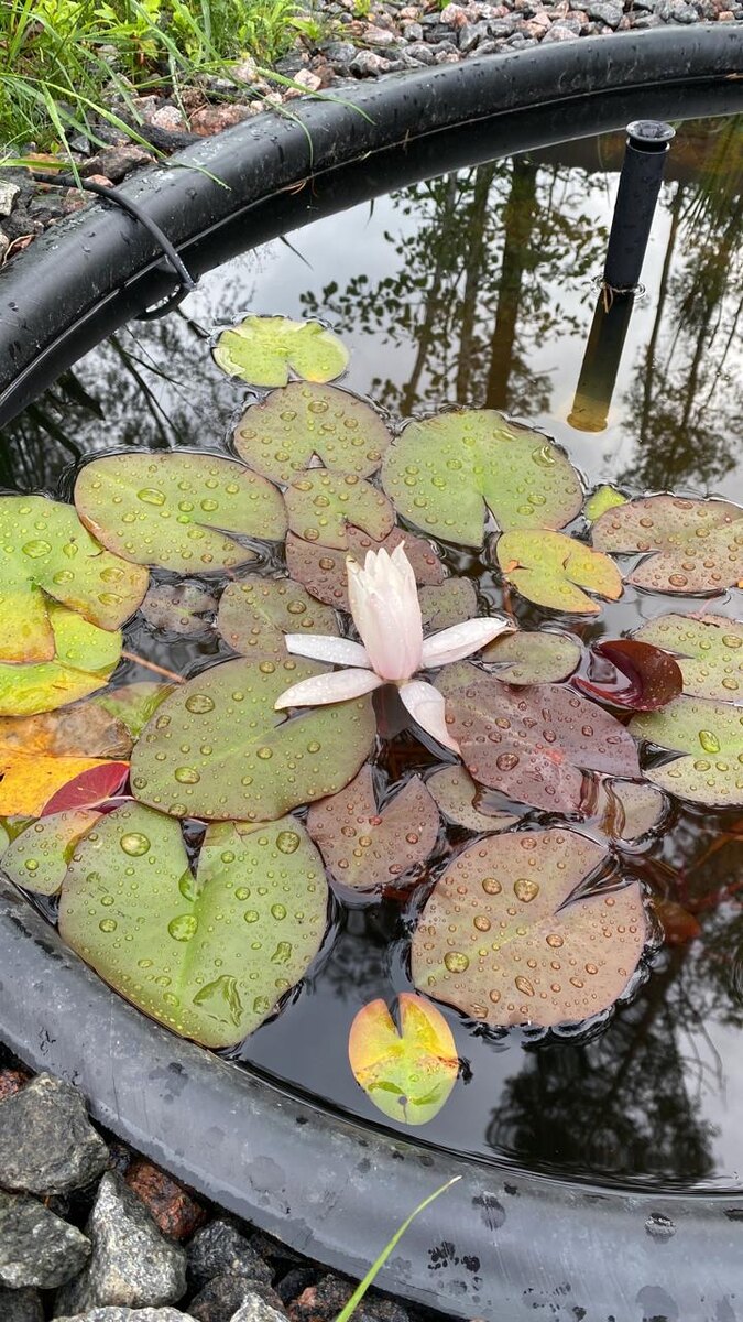 На протяжении всего лета моя Нимфея радует постоянным цветением