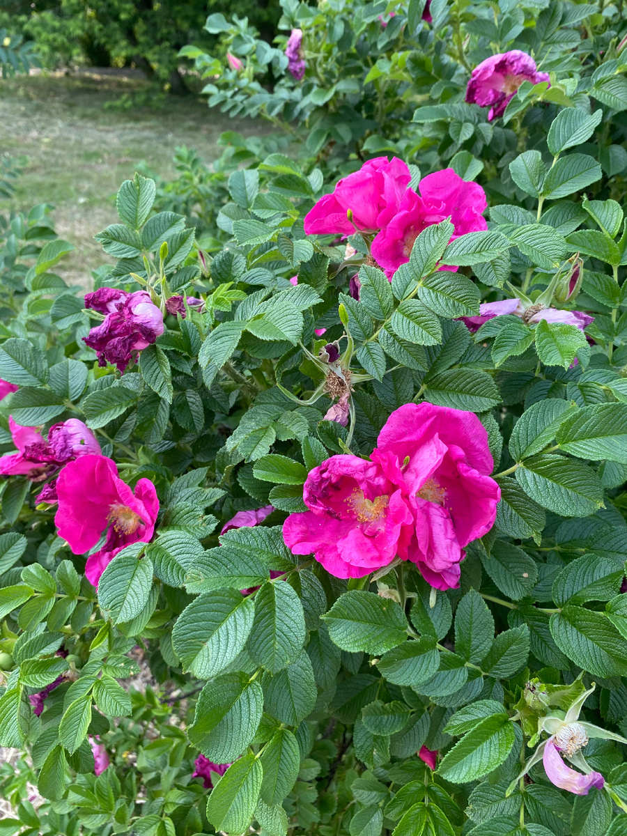 Эти цветы в ролике на первой фотографии. 