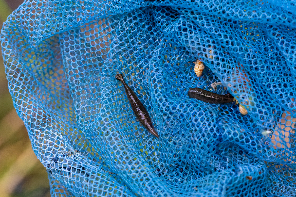 Личинка жука полоскуна