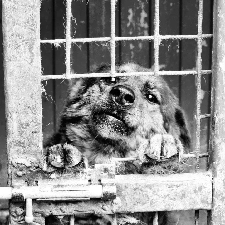 Возможно, уже нет никакого смысла помогать этим животынм, потому, что даже прокормить не можем...